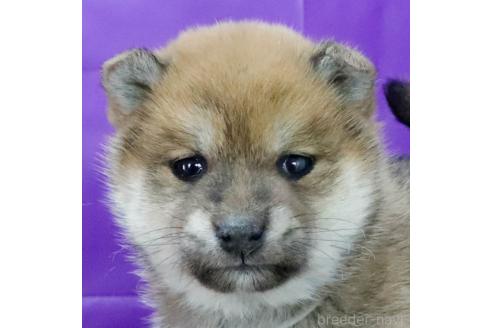 成約済の愛知県の柴犬-368538の4枚目